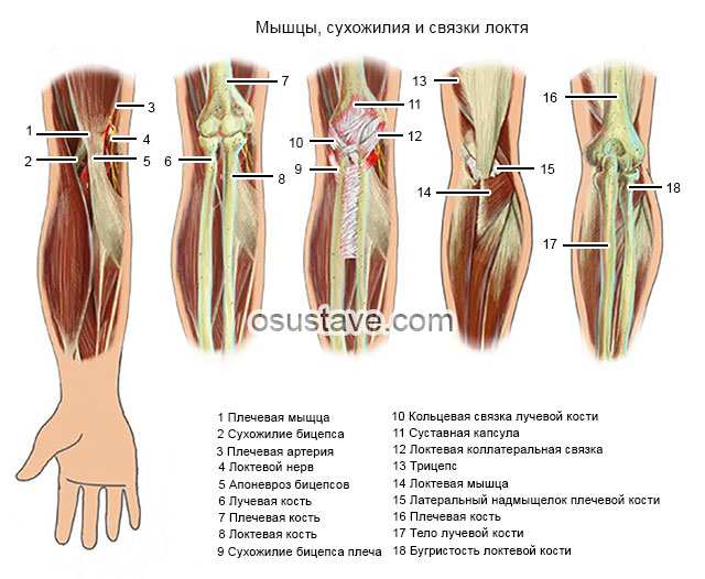 мышцы, сухожилия и связки локтя