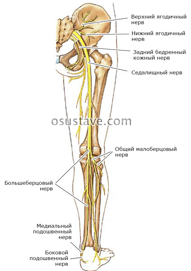 нервная система в районе тазобедренного сустава и ноги