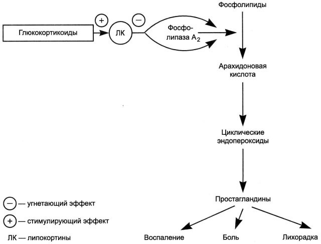 механизм действия глюкокортикостероидов
