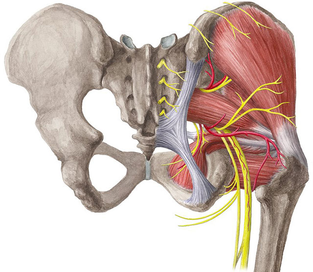 нервы в районе тазобедренного сустава
