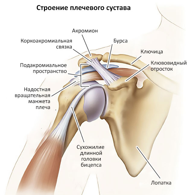 строение плечевого сустава