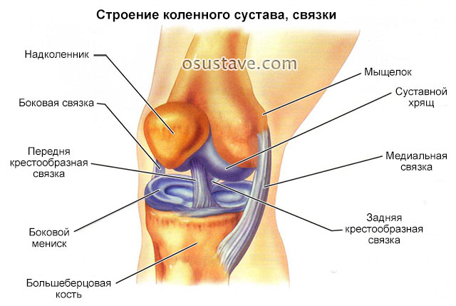 Обзор разрыва крестообразной связки колена: причины, виды, лечение