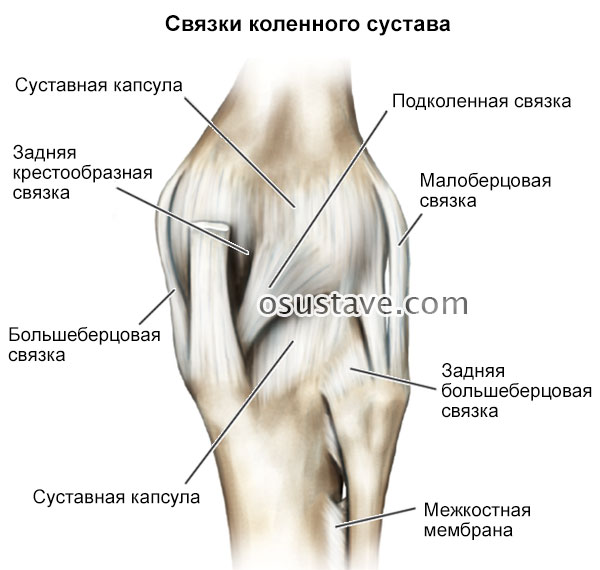 связки коленного сустава