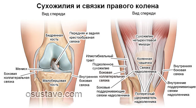 связки и сухожилия правого колена