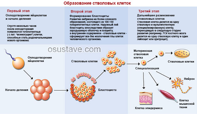 процесс образования стволовых клеток
