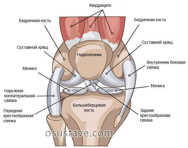 анатомическое строение колена