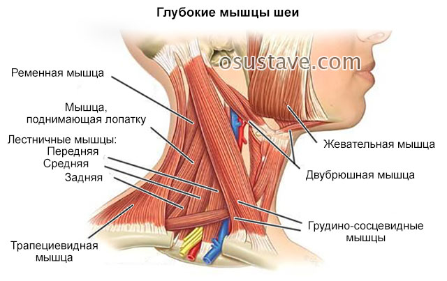 глубокие мышцы шеи