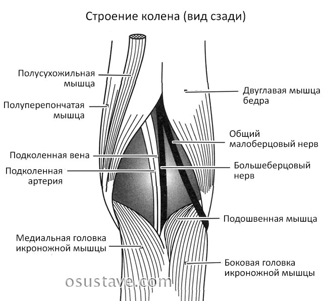 строение колена, вид сзади