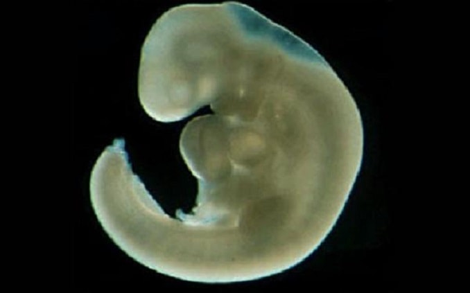4 неделя беременности эмбрион