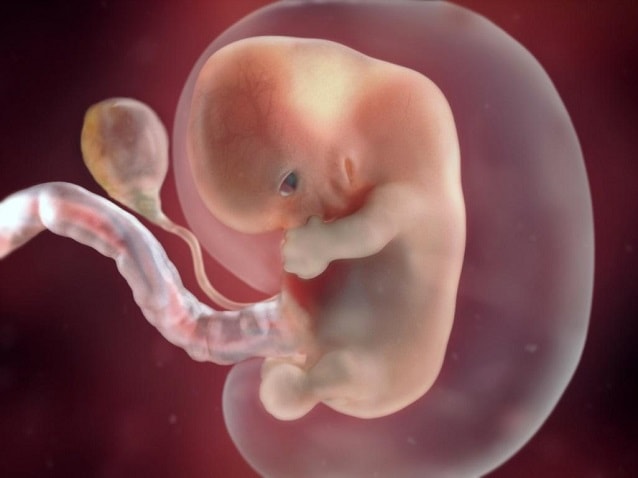 эмбрион на 8 неделе беременности