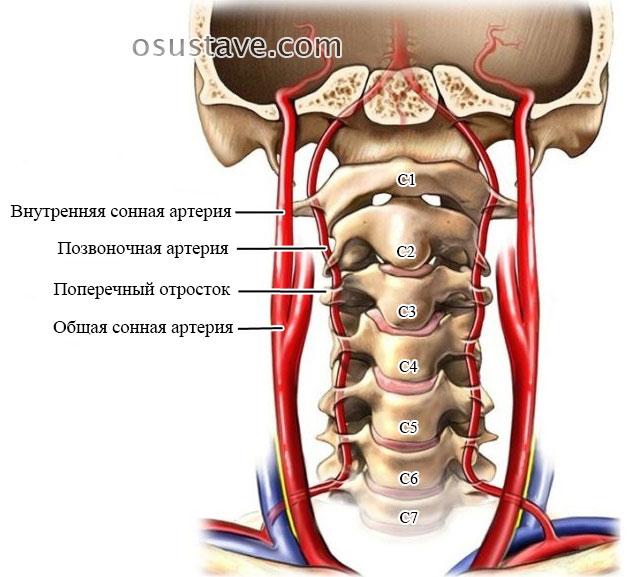 анатомия шейного отдела позвоночника