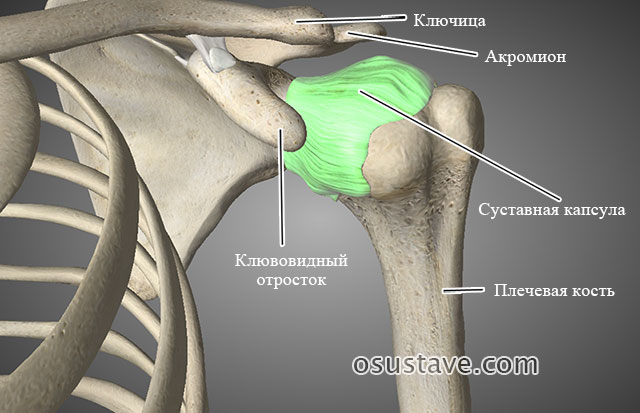 анатомия плечевого сустава
