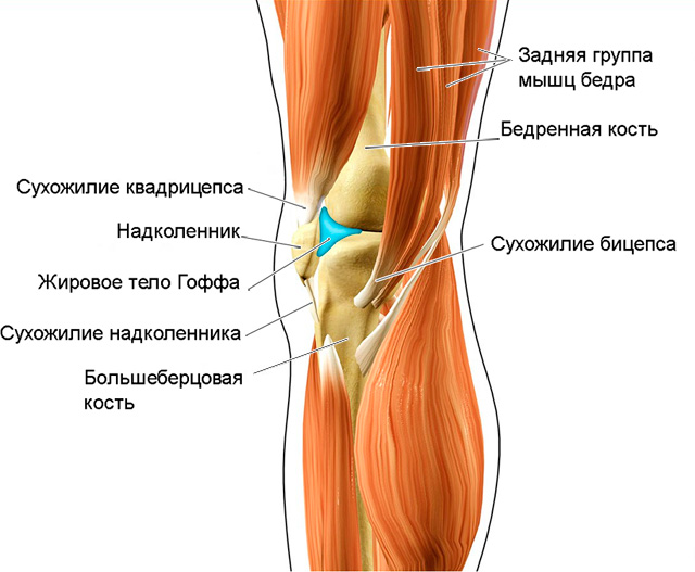локализация жирового тела Гоффа в коленном суставе