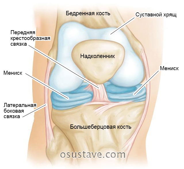 анатомическое строение колена