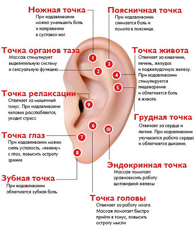 биологические активные точки при массаже уха
