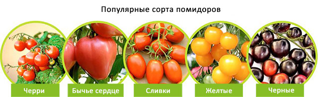 разновидности сортов помидоров